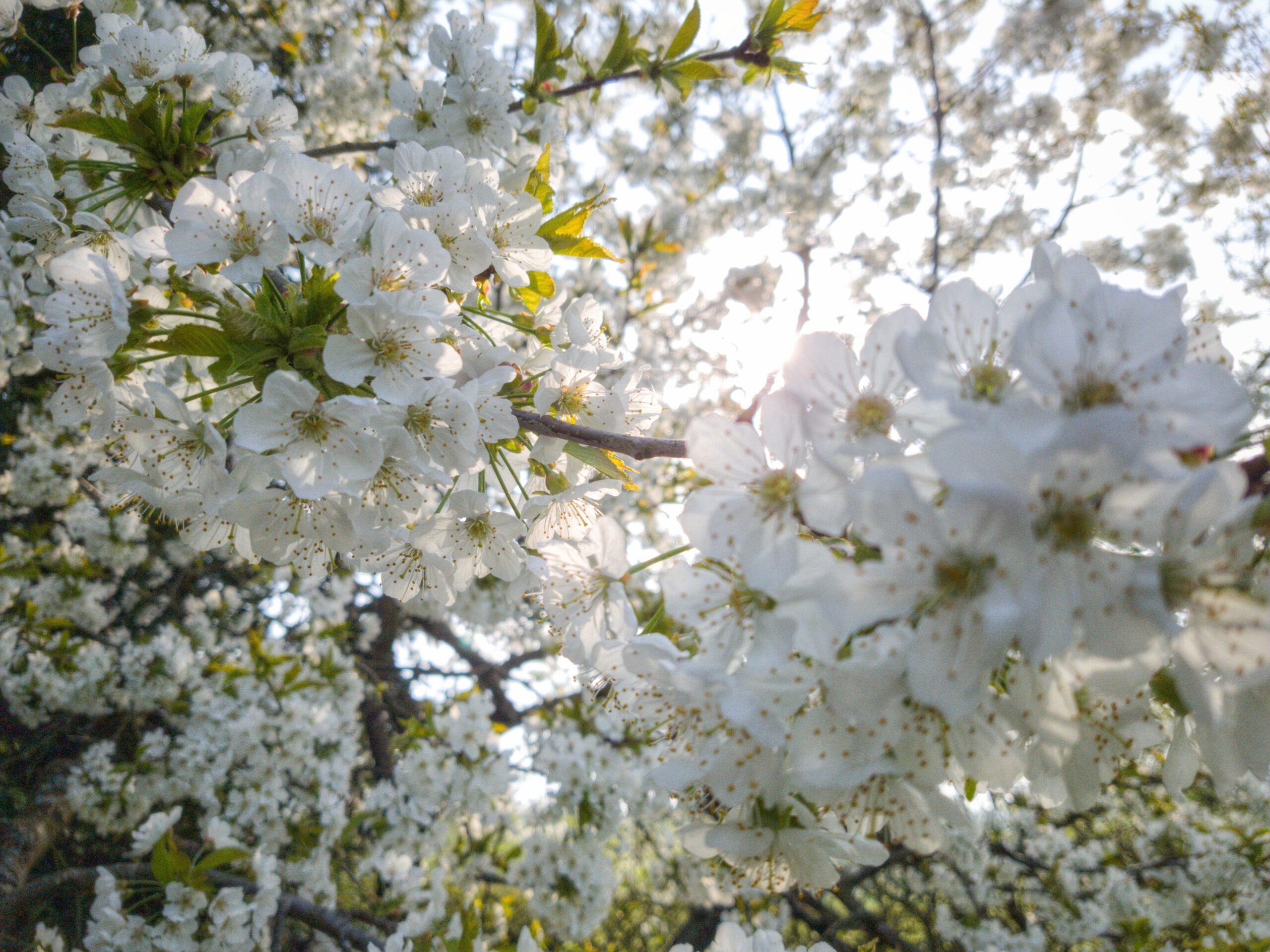 Nahaufnahme Kirchblüte