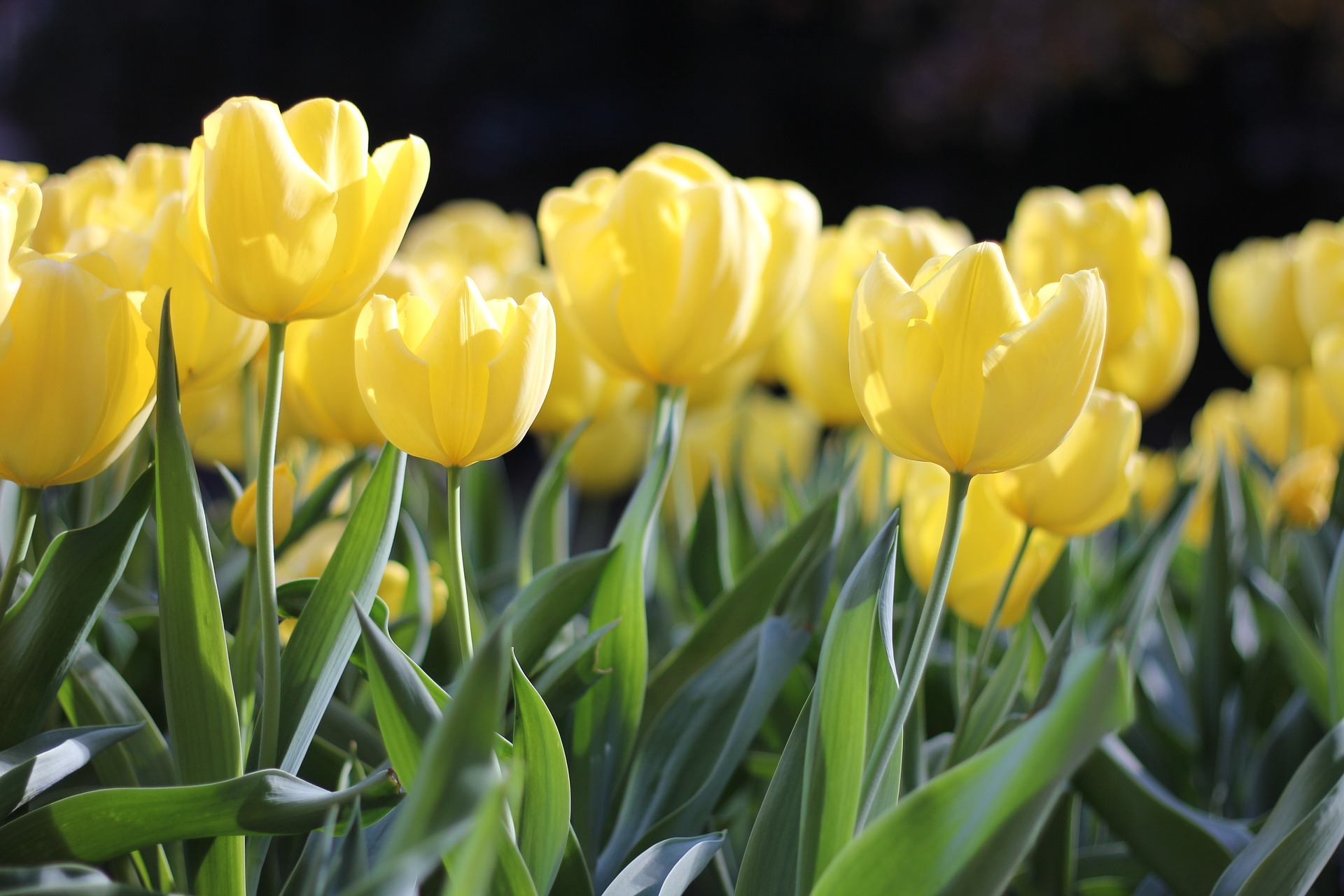 Gelbe Tulpen